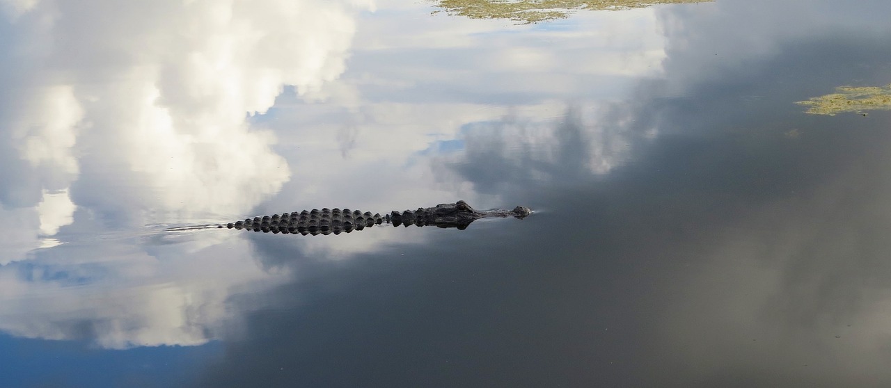 alligator  water  swamp free photo
