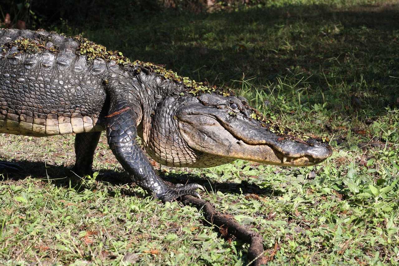 alligator  walking  reptile free photo