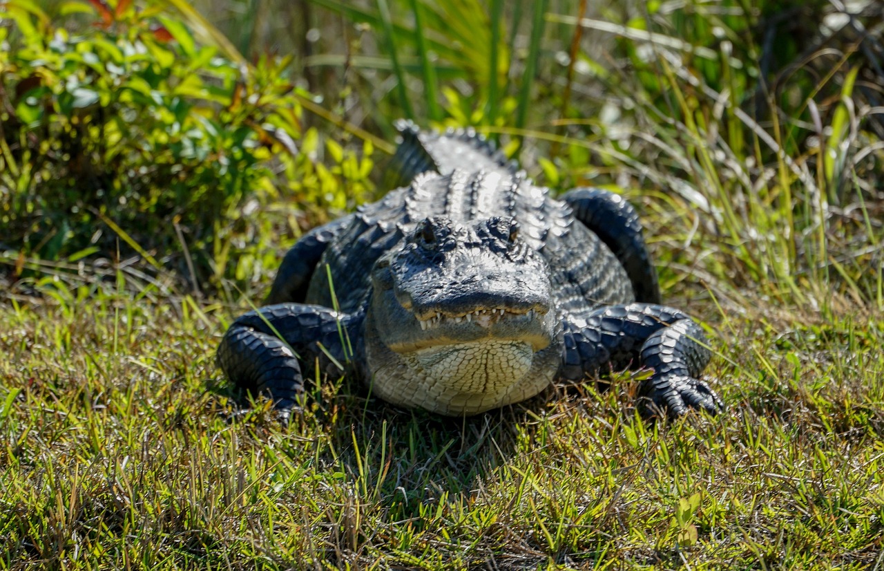 alligator  bank  shore free photo