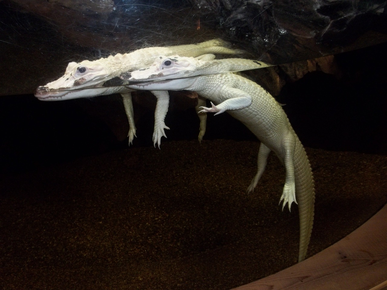 alligator aquarium albino free photo