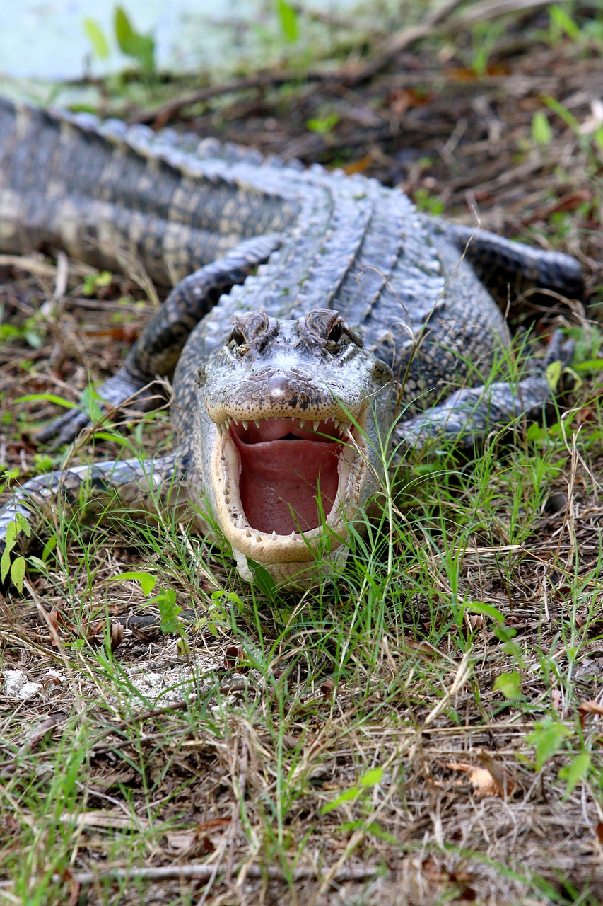 alligator  danger  wild free photo