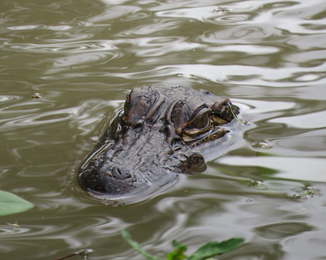 alligator  swamp  water free photo