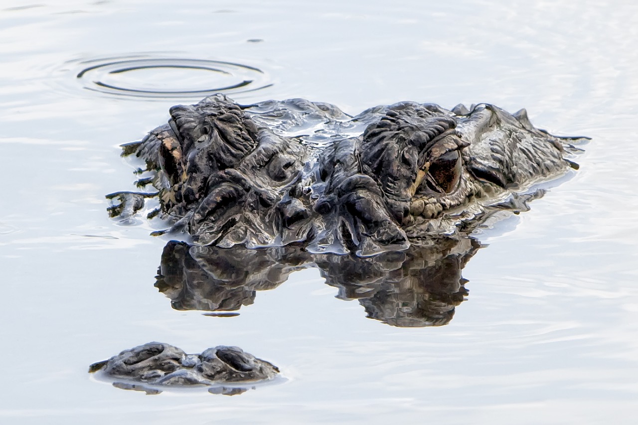 alligator  water  submerged free photo