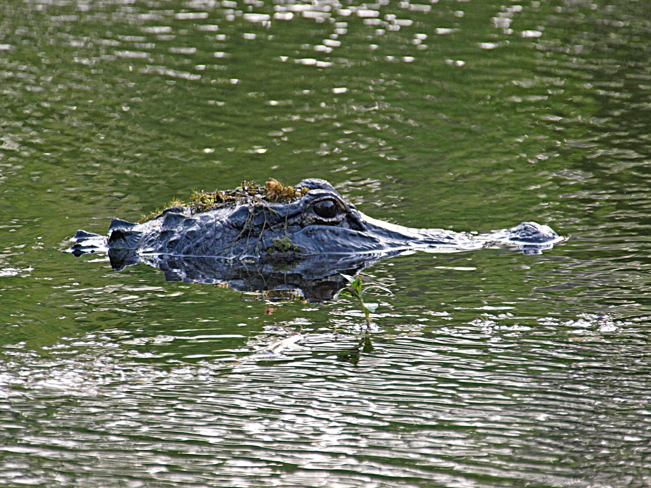 alligator animal crocodile free photo