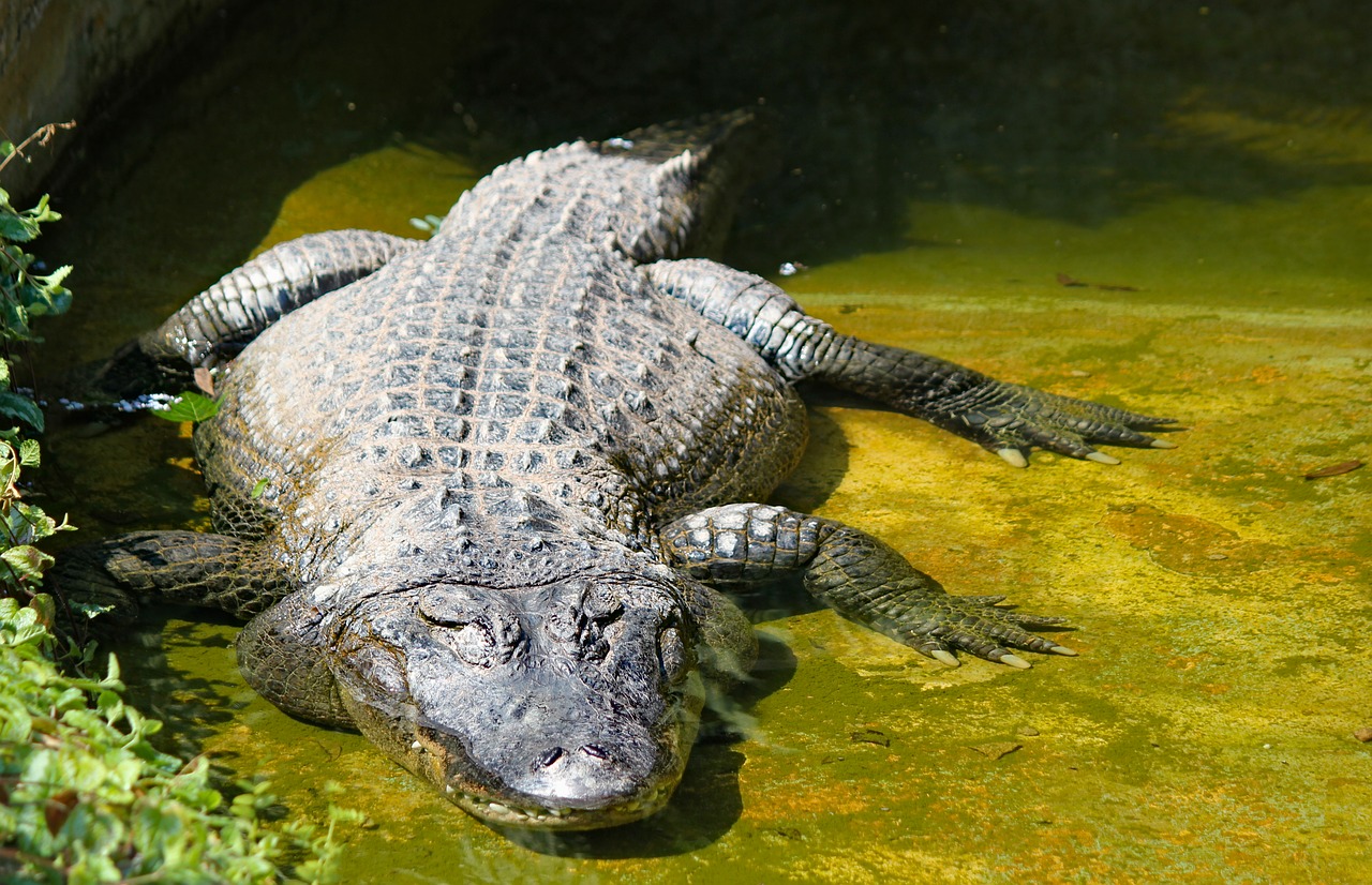 alligator  american  reptile free photo