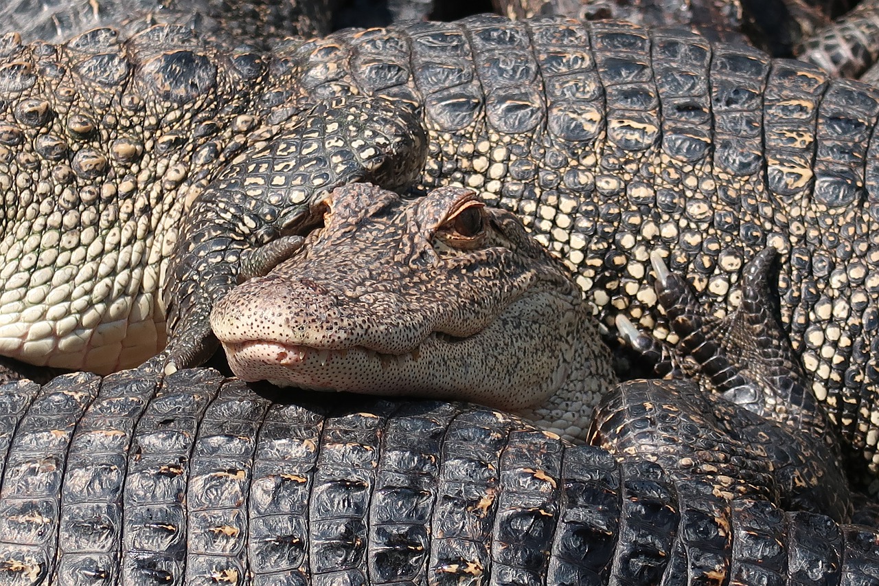 alligator  crocodile  predator free photo