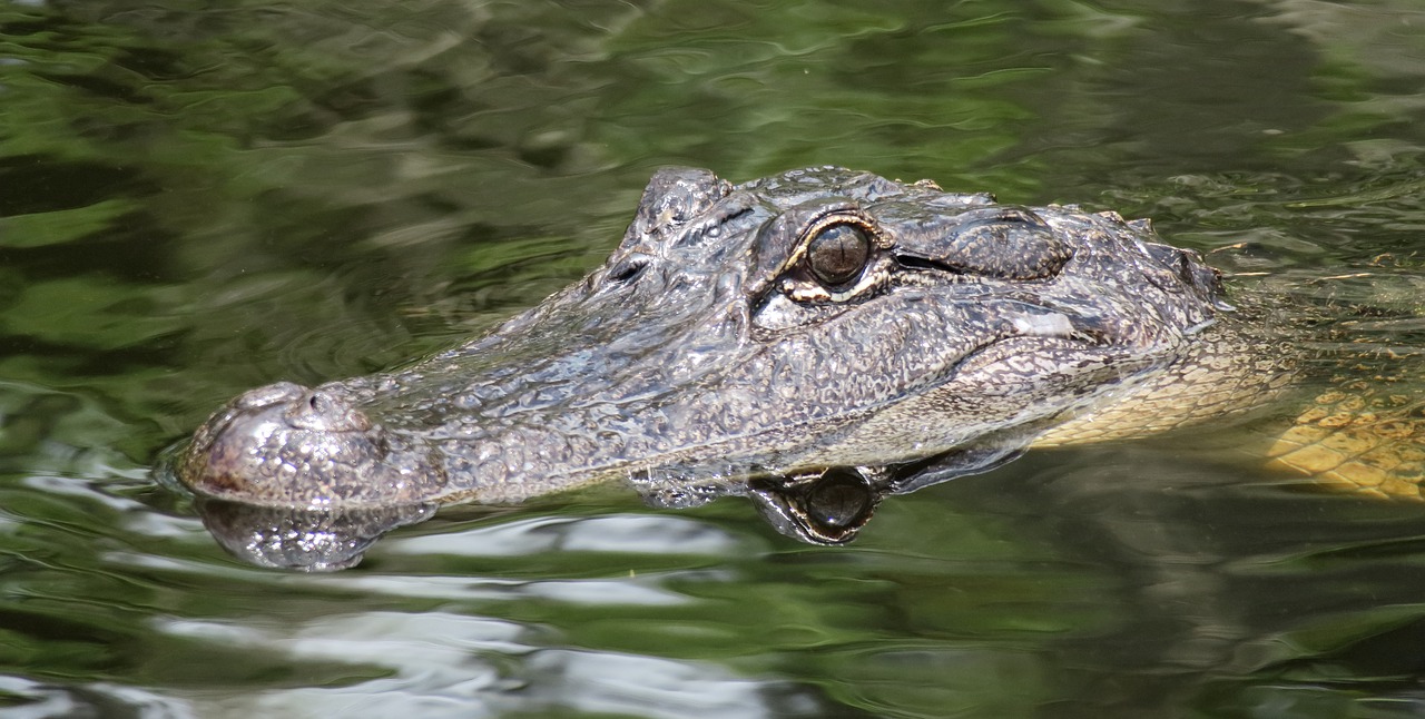 alligator  head  florida free photo