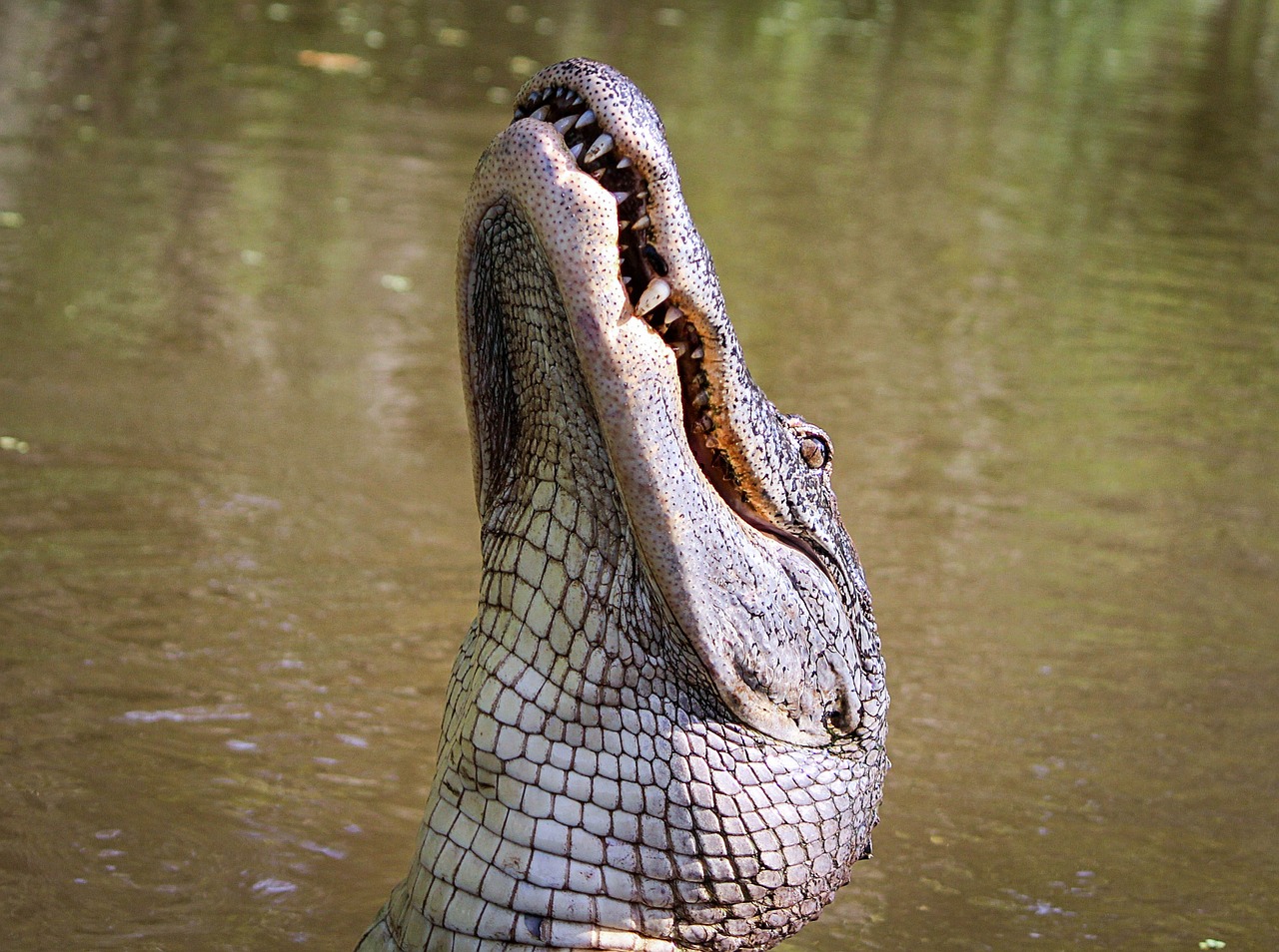 alligator american alligator gator free photo