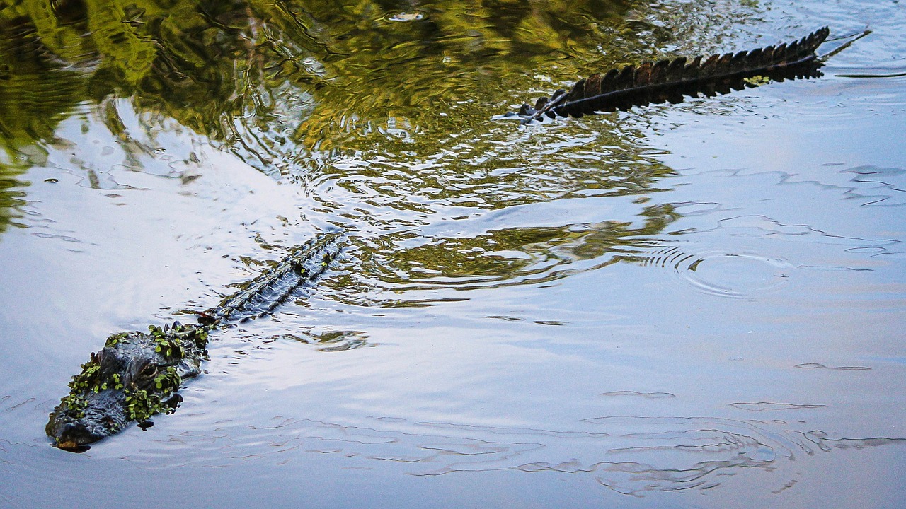 alligator american alligator gator free photo