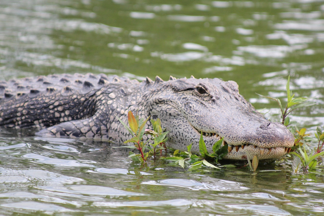 alligator swamp wildlife free photo