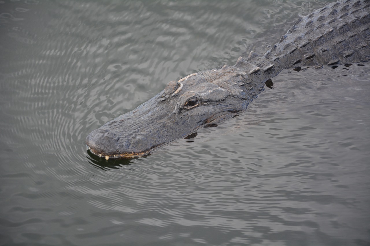 alligator everglades crocodile free photo