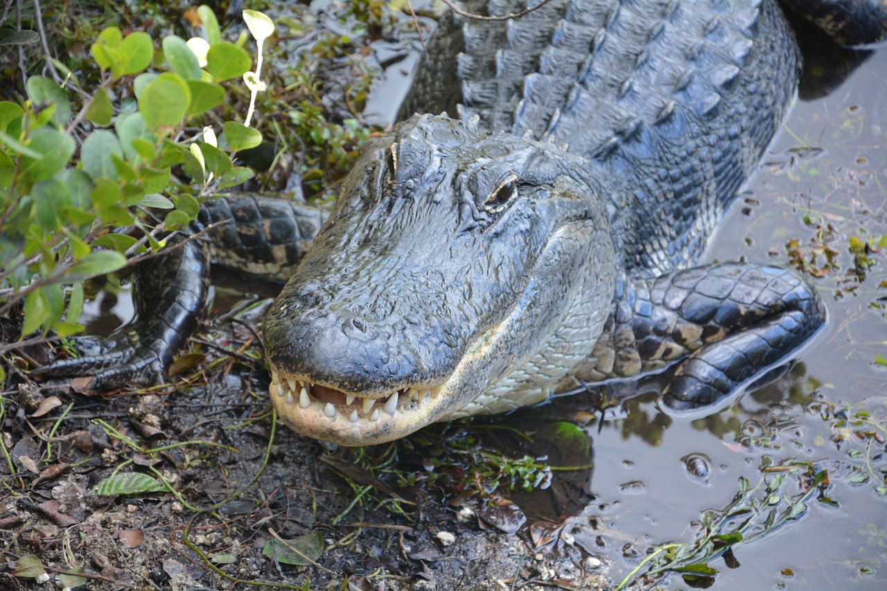 alligator crocodile dangerous free photo