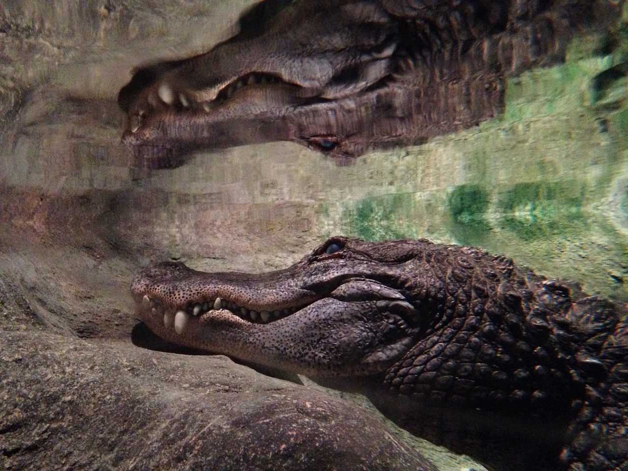 alligator zoo predator free photo