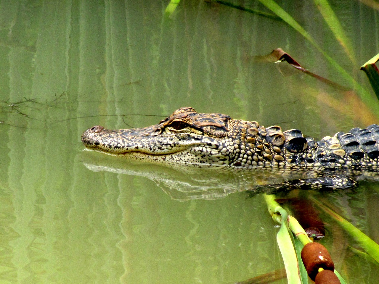 alligator gator animal free photo
