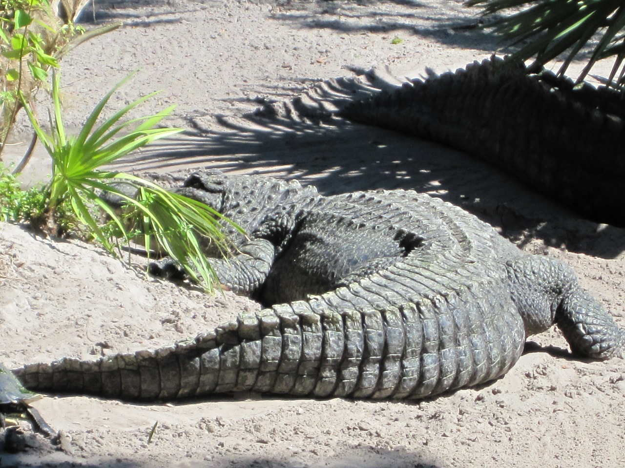 alligator crocodile tail free photo