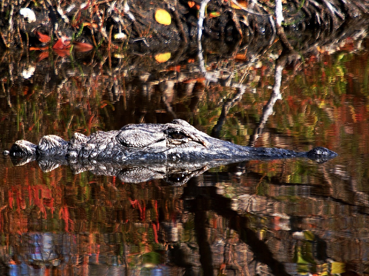 alligator reptile water free photo