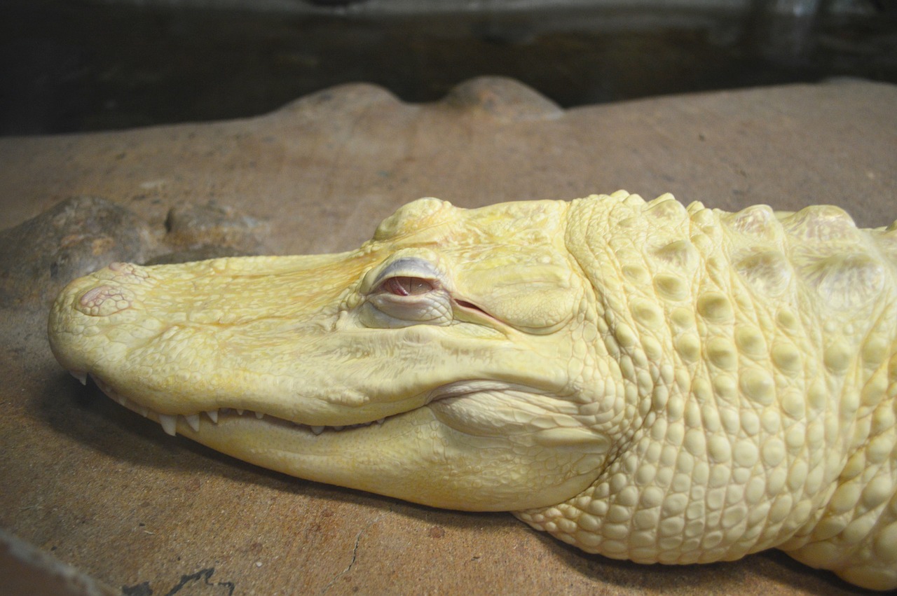 alligator albino zoo free photo