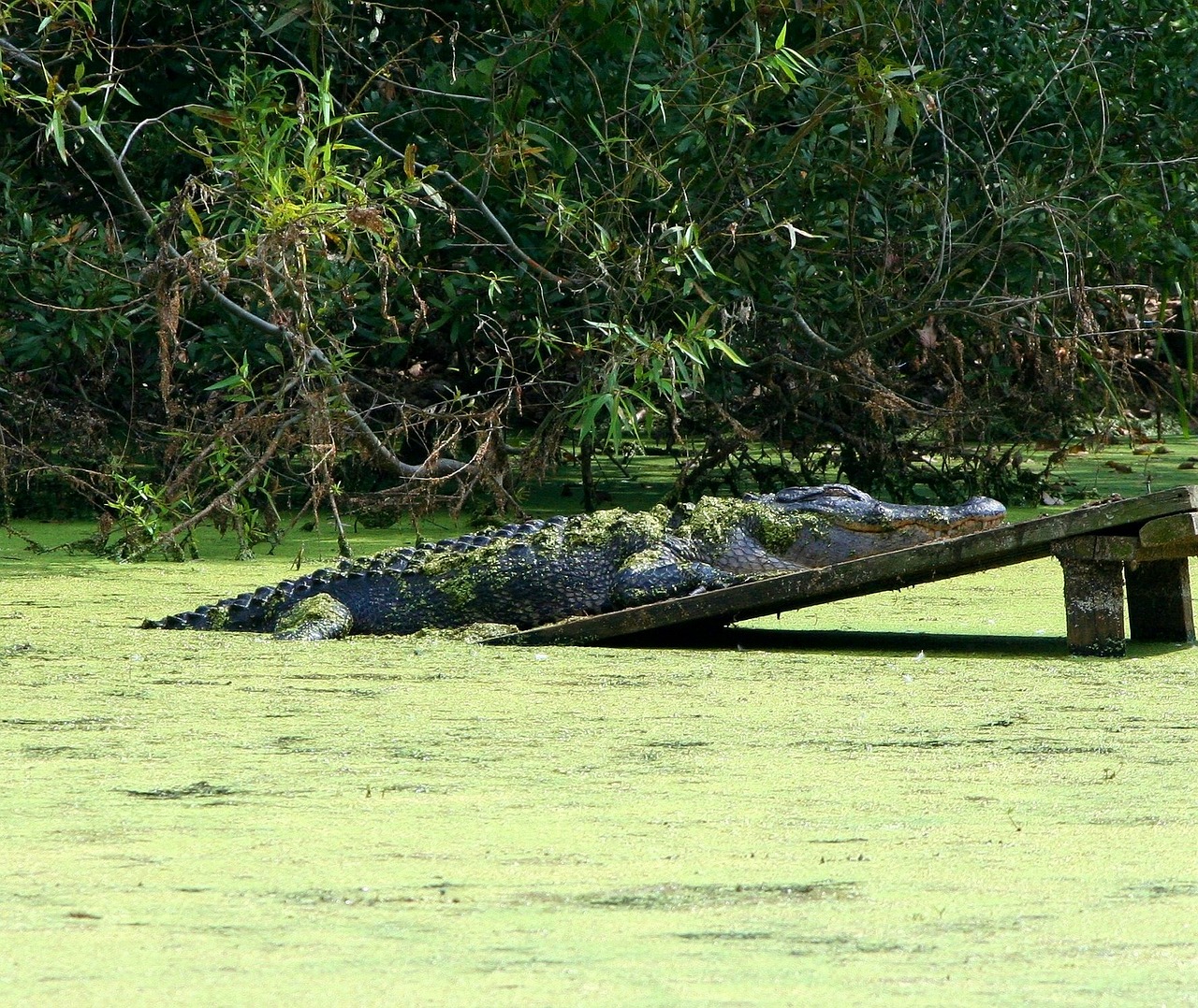alligator gator swamp free photo
