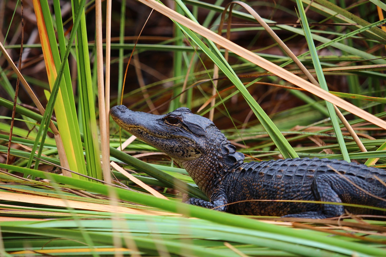 alligator crocodile everglades free photo