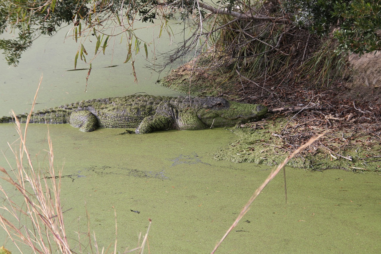 alligator swamp reptile free photo