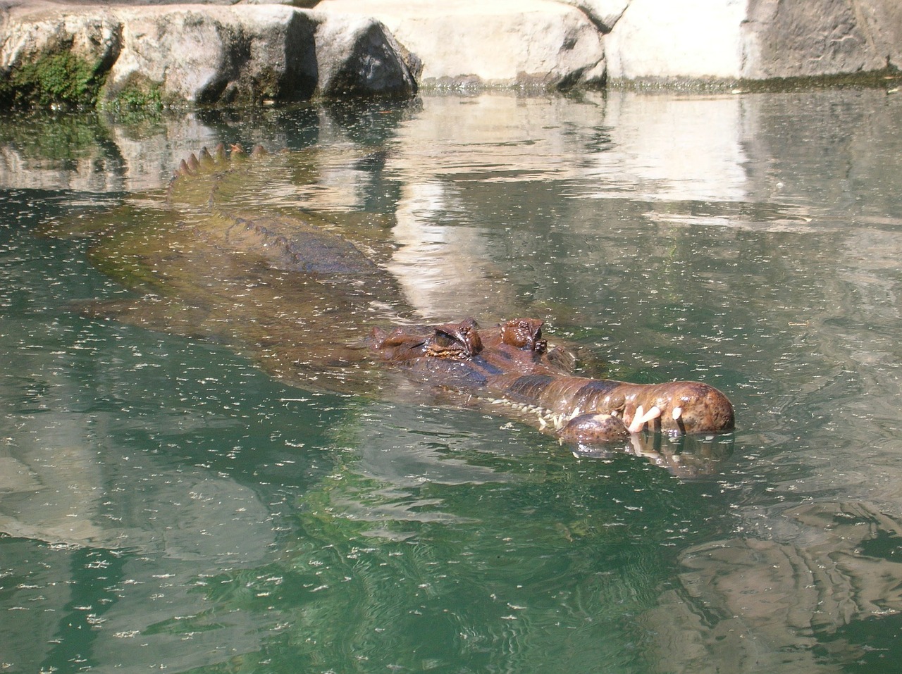 alligator crocodile gator free photo