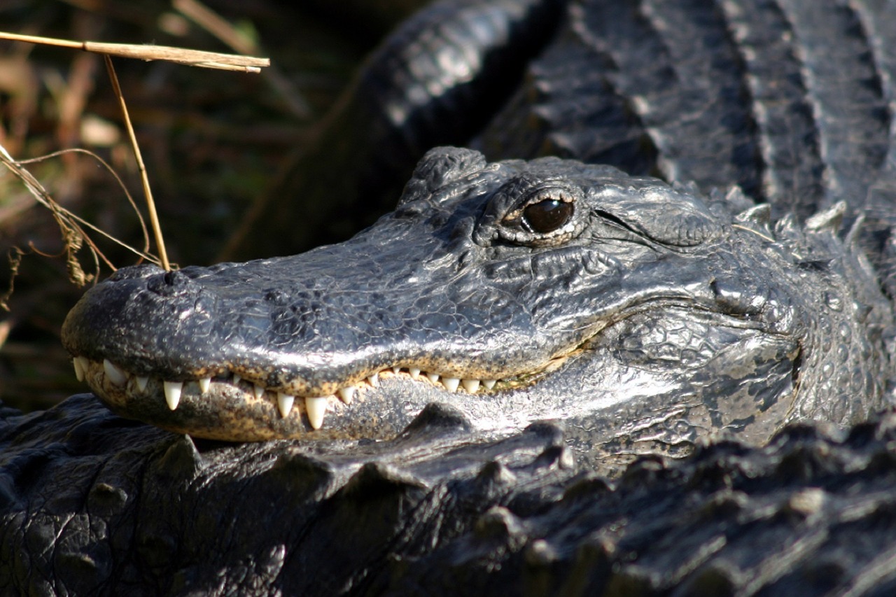 alligator head teeth free photo