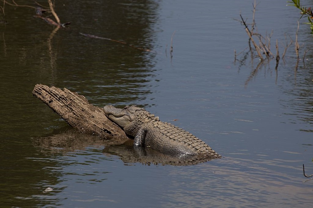 alligator log water free photo