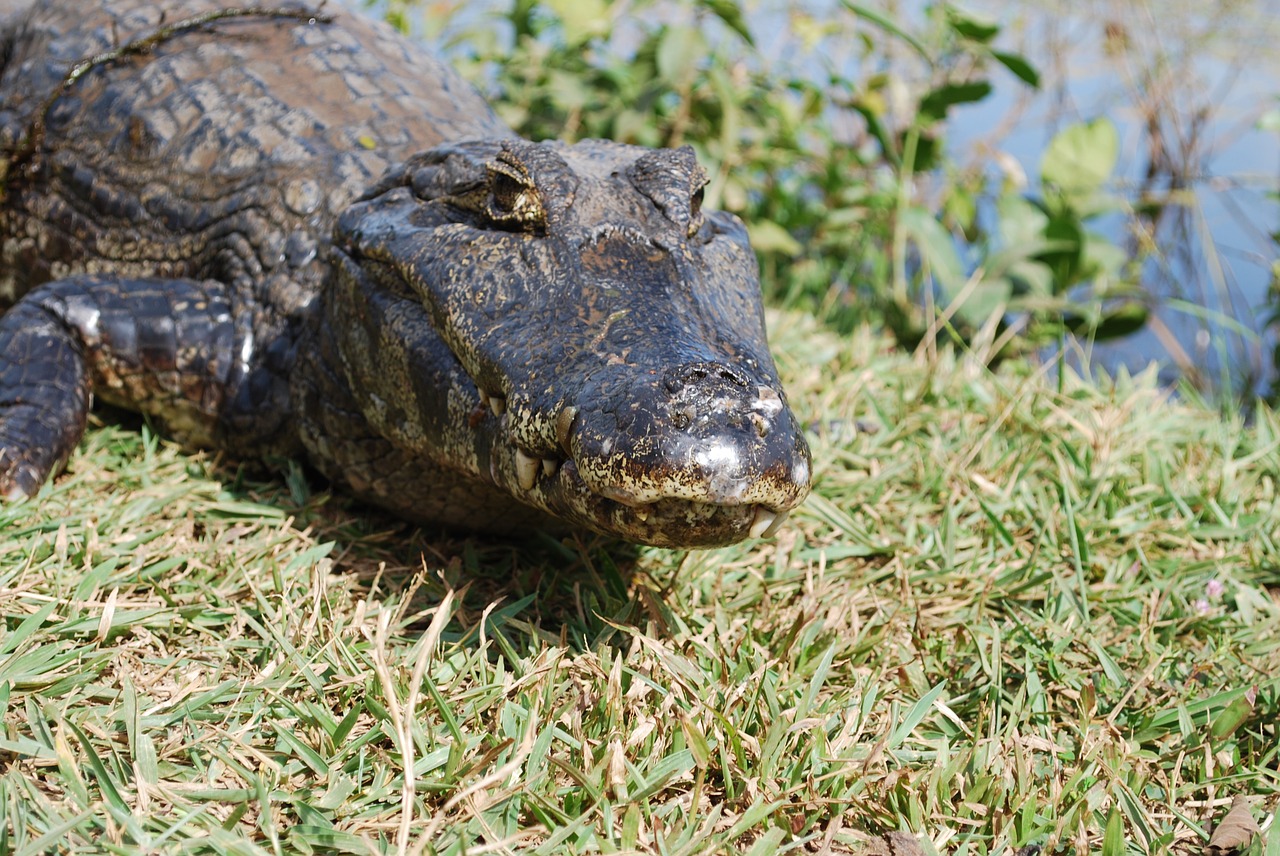 alligator swamp mato grosso free photo