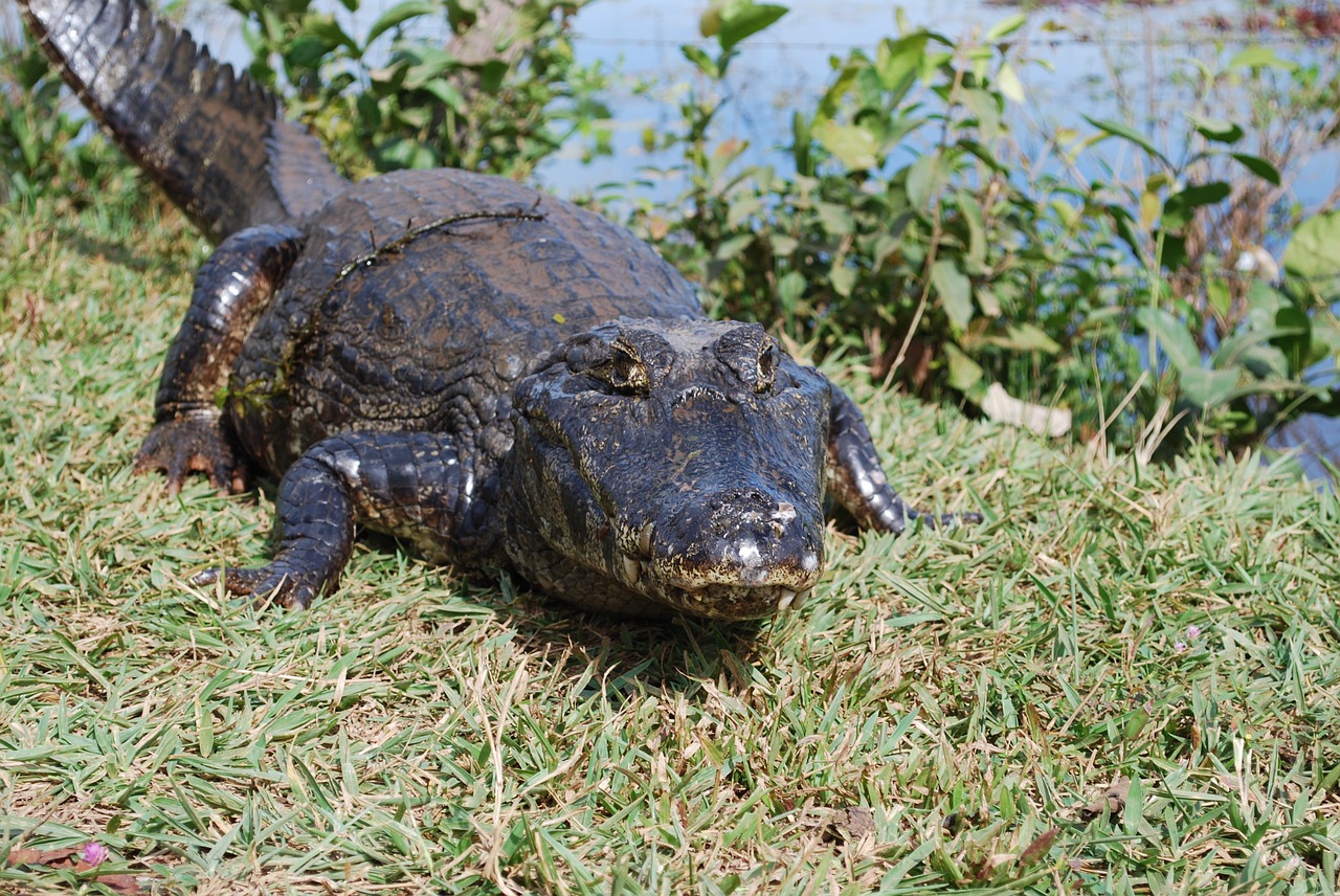 alligator swamp mato grosso free photo