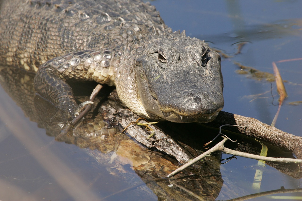 alligator water sunning free photo