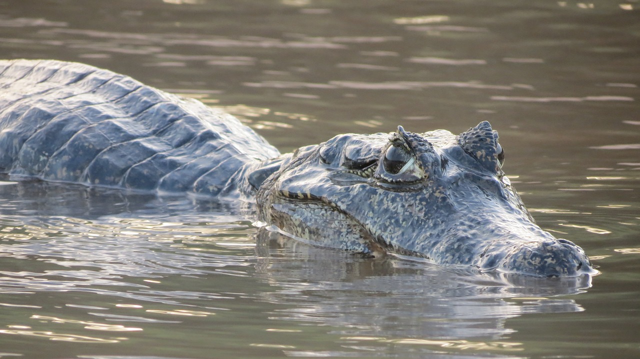 alligator swamp rio free photo