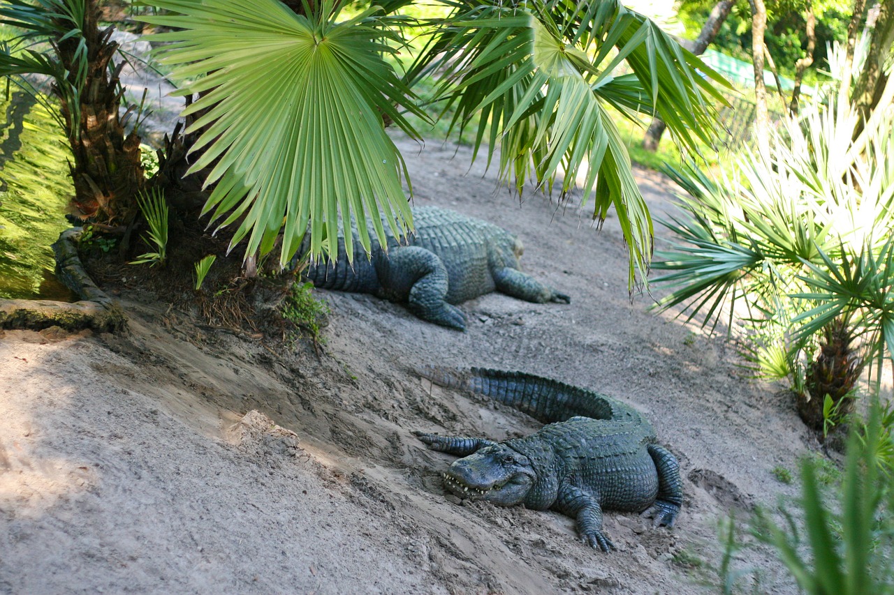 alligator park florida free photo