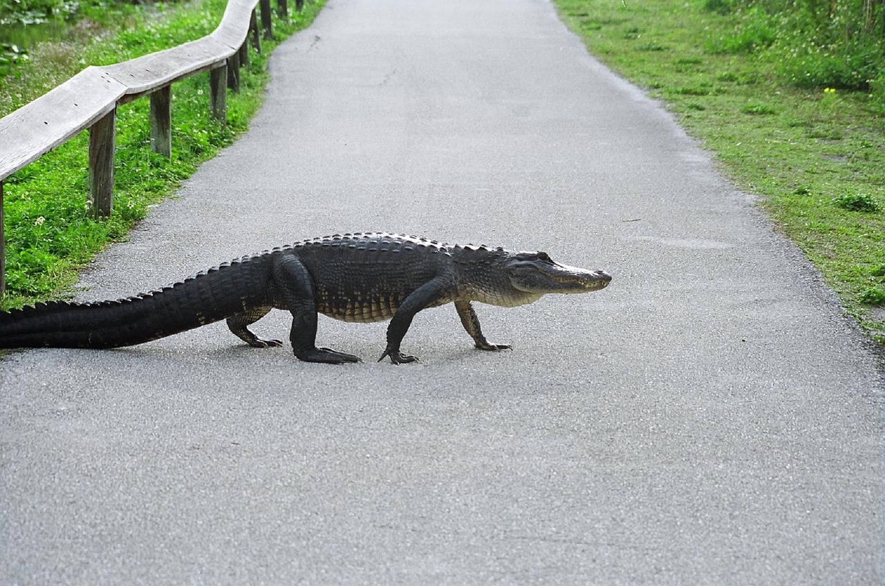 alligator walking reptile free photo