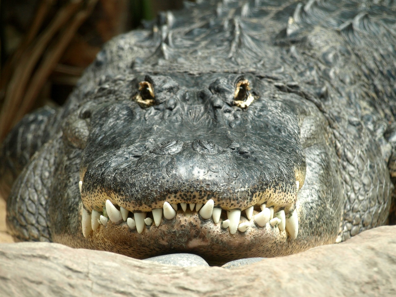 alligator tooth reptile free photo