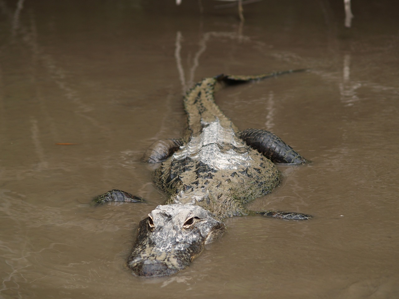 alligator gator florida free photo