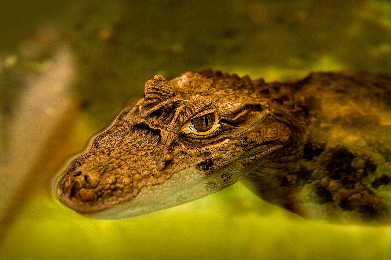 alligator caiman cocodrile free photo