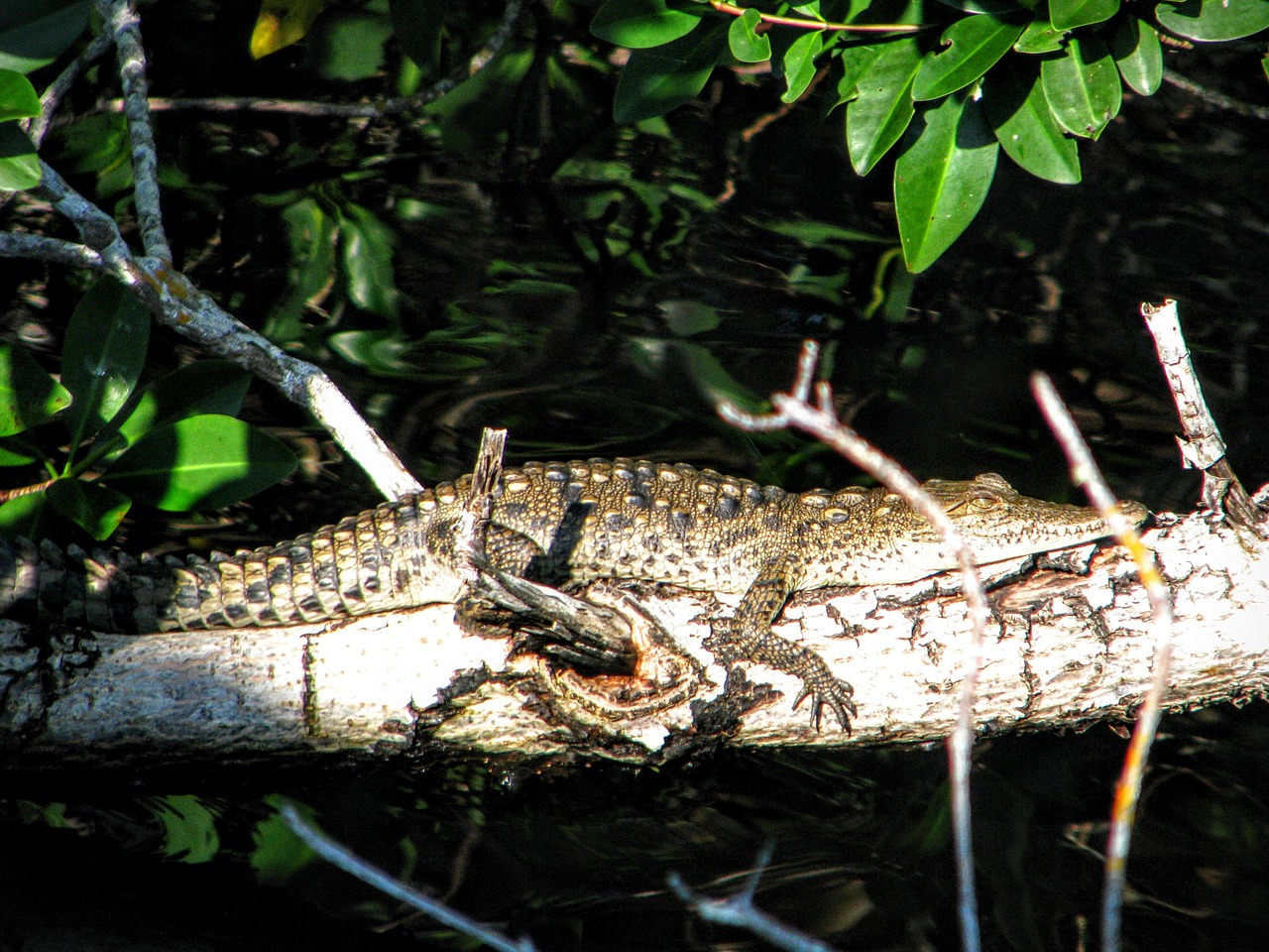 alligator florida the everglades free photo