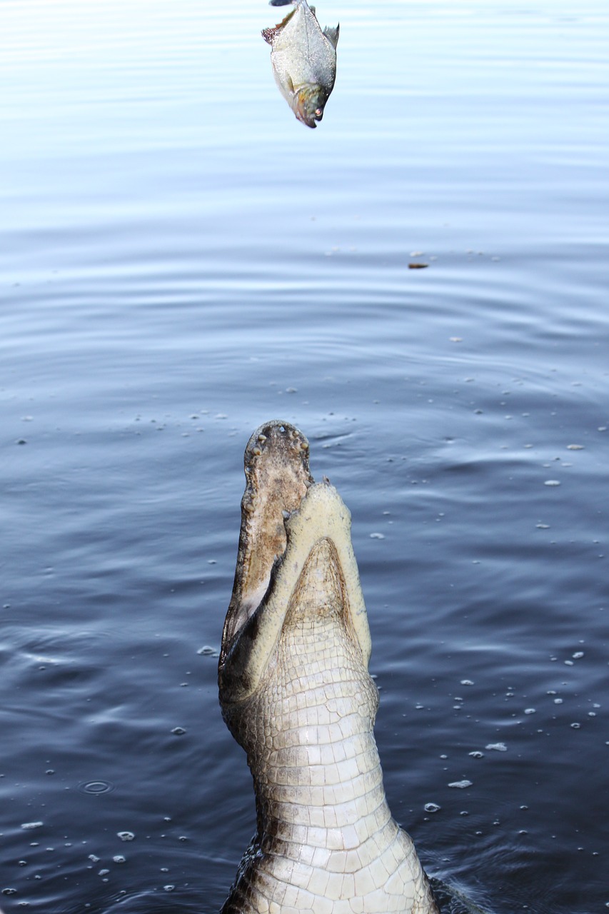 alligator fish swamp free photo