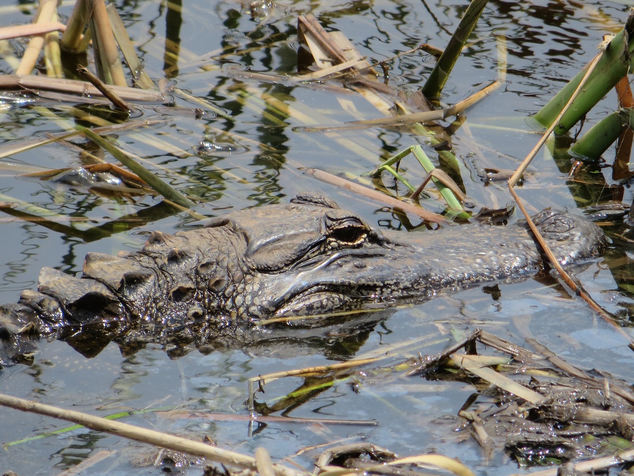 alligator nature marsh free photo