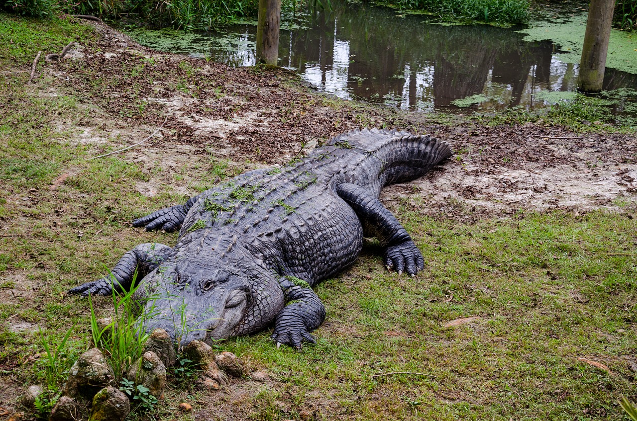 alligator alley alabama usa free photo