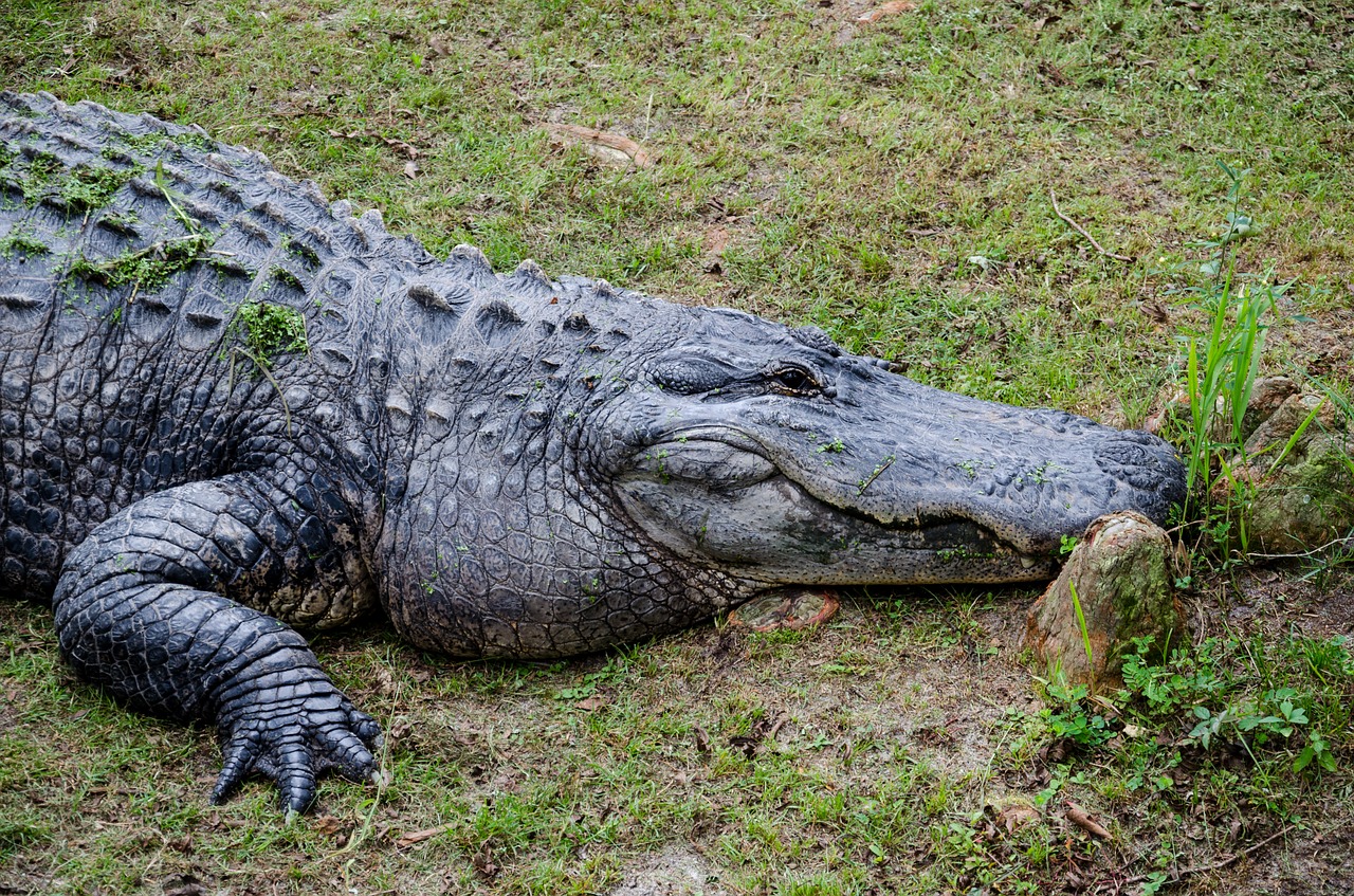 alligator alley alabama usa free photo