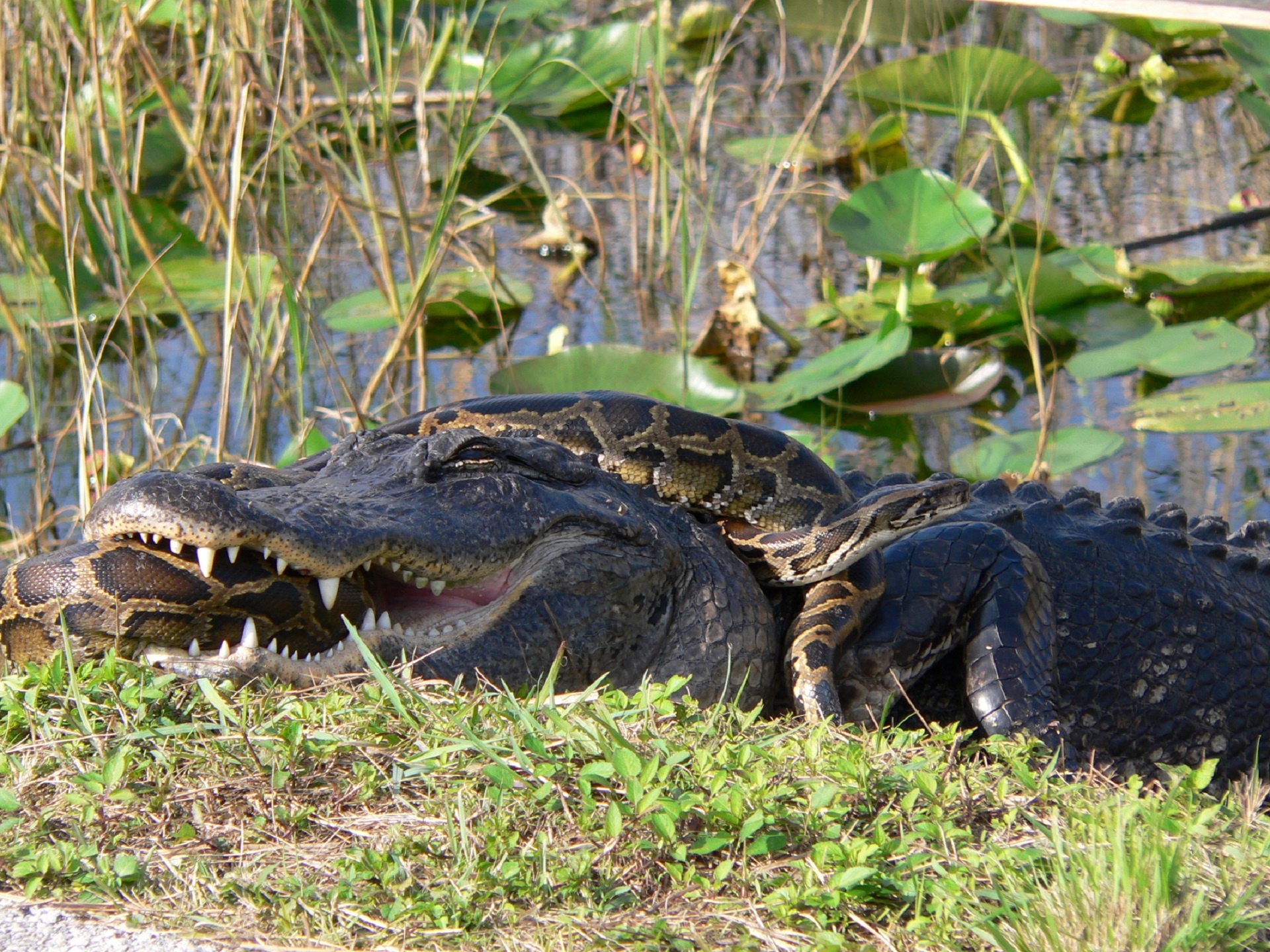 alligator python snake free photo