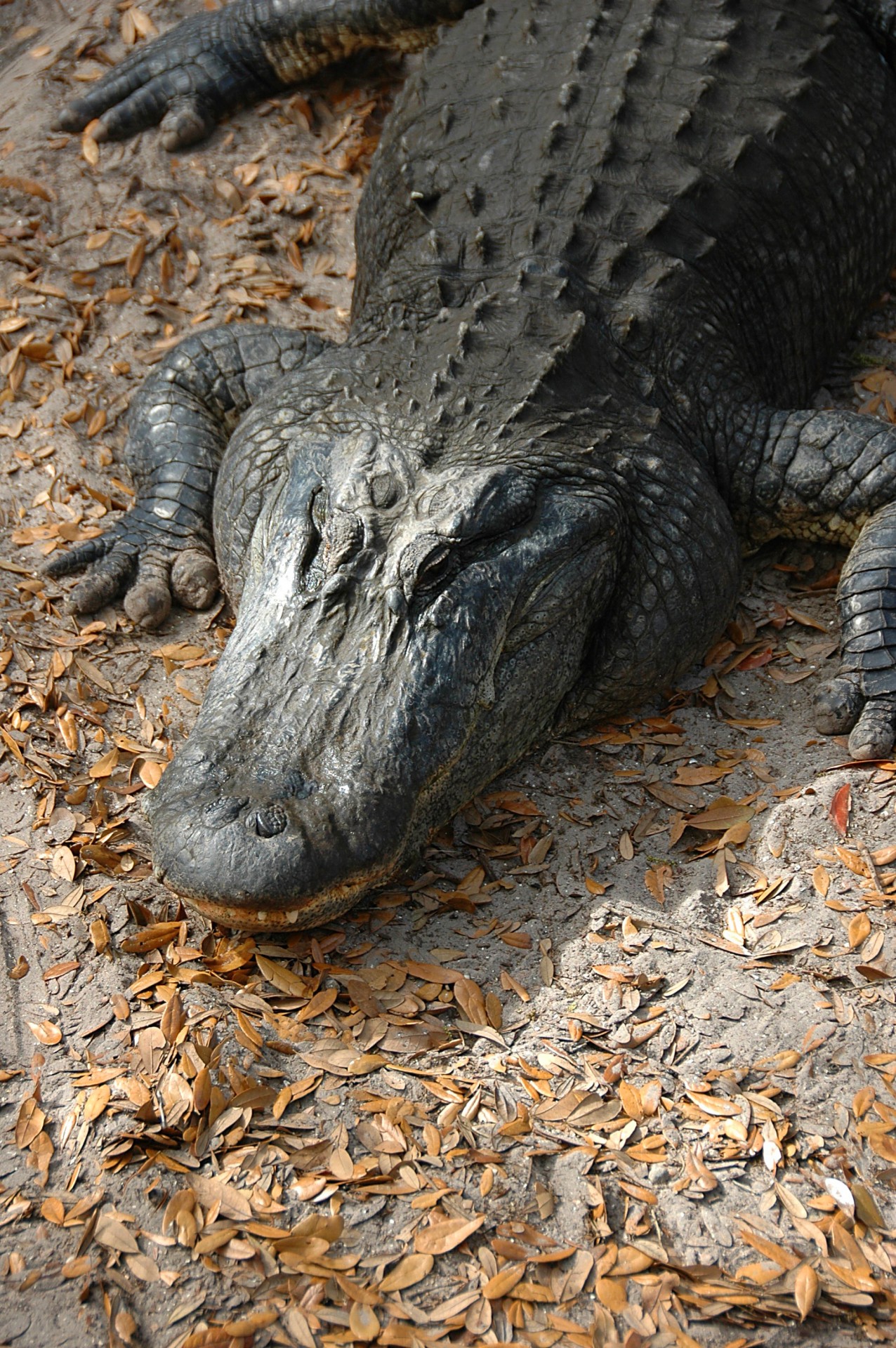 alligator wildlife reptile free photo