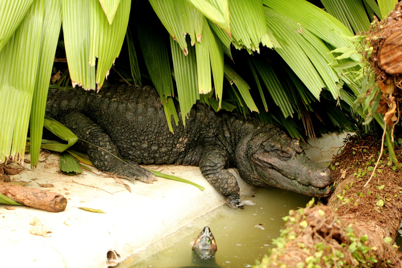 alligator crown alligator in the shade reptile free photo