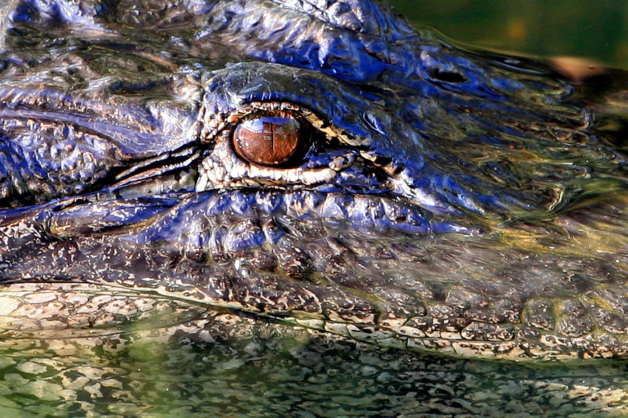 alligator eye head wildlife free photo