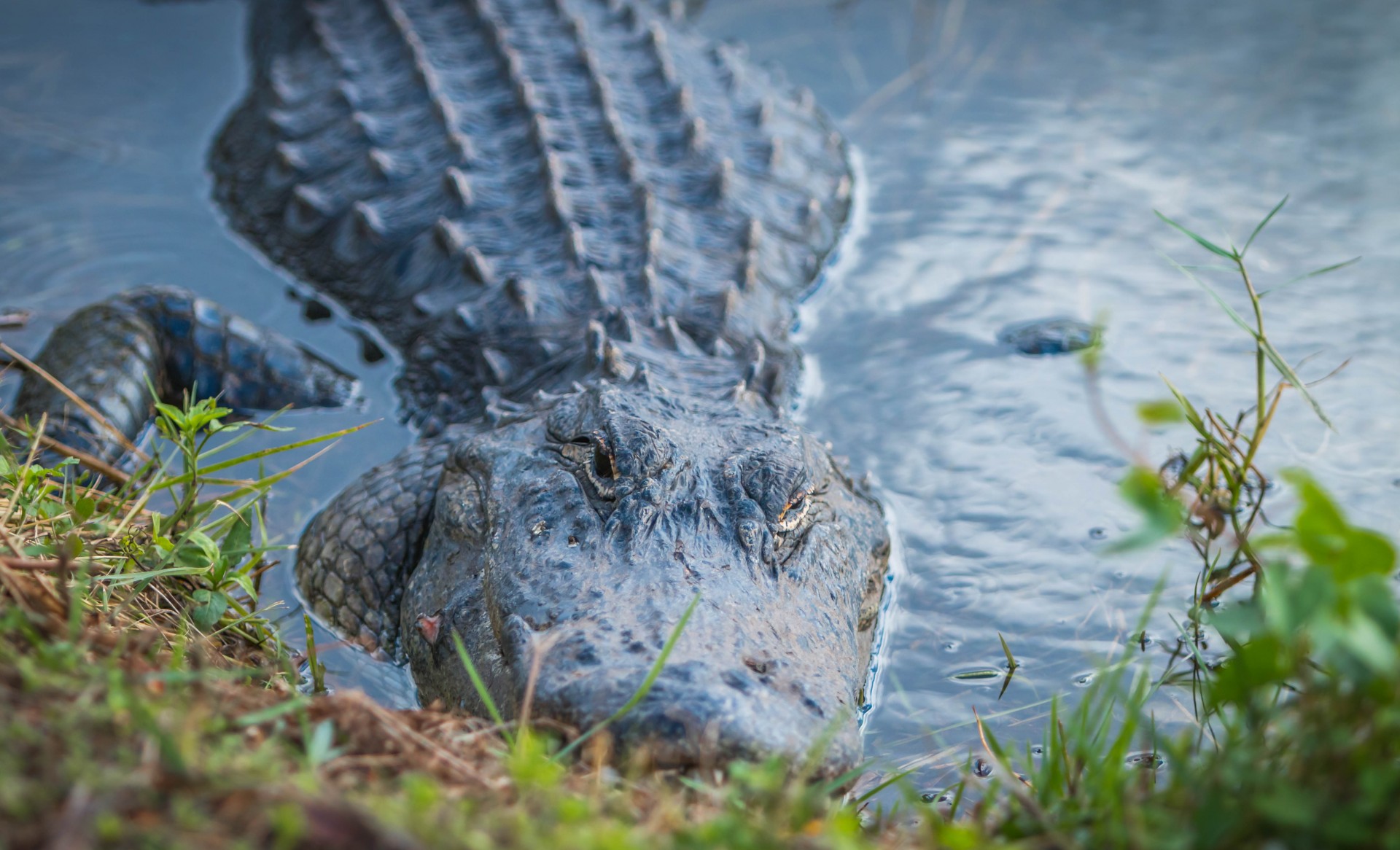 alligator crocodile gator free photo