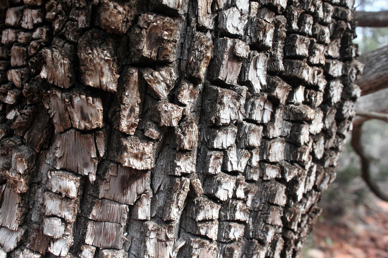 alligator juniper tree juniper free photo