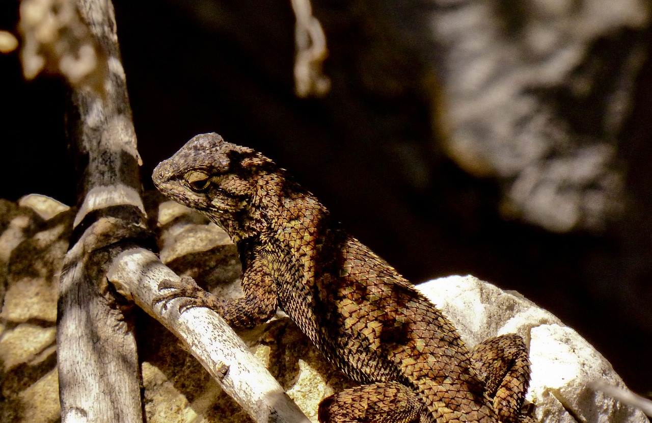 alligator lizard male scales free photo