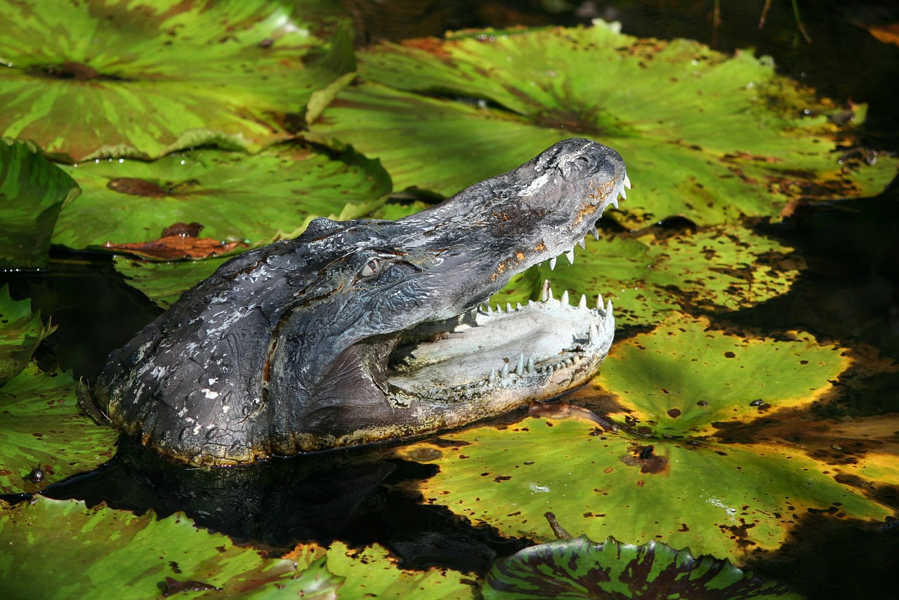alligator sculpture fake gator lily pads free photo