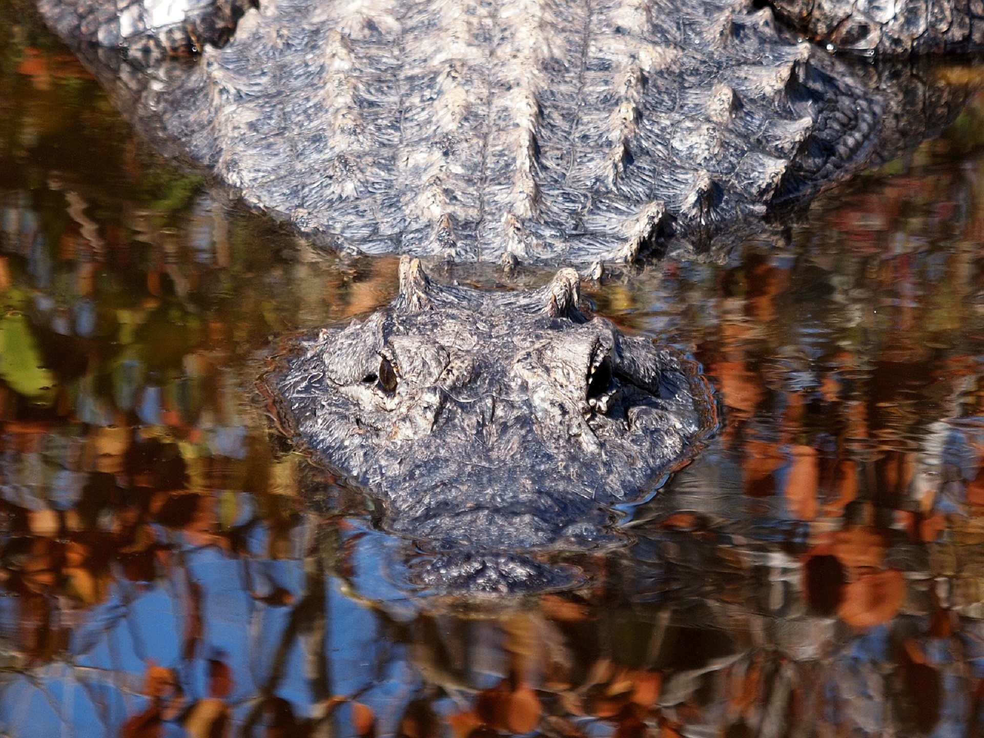 alligator reptile water free photo